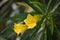 Thevetia peruviana or yellow oleander.