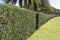 Theâ€‹ Green tree fence,green field in the garden with blue sky and cloud background