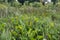 Thic aquatic vegetation in wetland