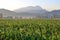 Thick agricultural cornfield and early morning mist