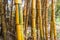 Thick Bamboo Vegetation