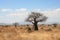 Thick baobab trees in African bush