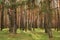Thick beautiful spring forest with pine trees. Clean environment. Peaceful time