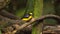 Thick-billed Euphonia