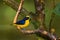 Thick Billed Euphonia