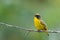 Thick-billed Euphonia on branch