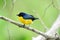 Thick-billed Euphonia Euphonia laniirostris