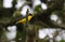 Thick-billed Euphonia Euphonia laniirostris