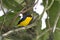 Thick-billed Euphonia Euphonia laniirostris