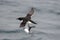 A Thick-billed Murre flies far off shore