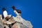 thick-billed murres on ledges of rocks