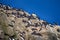 thick-billed murres on ledges of rocks, rookery Arctic