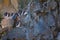 thick-billed murres on ledges of rocks, rookery Arctic