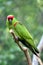 Thick-billed Parrot