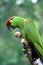 Thick-billed Parrot