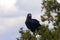 Thick-billed raven bird on the tree, Simien mountains