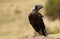 Thick-billed Raven (Corvus crassirostris)