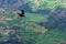 Thick-billed raven flying in Simien mountains