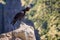 Thick-billed raven on a rock