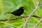 Thick-billed Seed-finch - Sporophila funerea - Oryzoborus funereus bird in the family Thraupidae