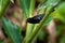 Thick-billed Seed-finch - Sporophila funerea  - Oryzoborus funereus  bird in the family Thraupidae, found from southern Mexico,