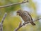 Thick billed weaver