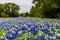 A Thick Blanket of the Famous Texas Bluebonnet Wildflowers.