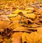 Thick blanket of golden yellow autumn leaves