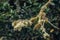 The thick branch of a huge tall heather covered with wet lichen and moss. A silver spider web is visible on the branch, waiting