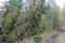 A thick branch of spruce with needles and cones hangs on the road in the Northern taiga forest