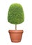 Thick bush of symmetric trimmed topiary tree in terracotta clay pot container isolated on white background