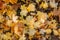 Thick carpet of fallen maple leaves. Bright yellow maple leaves on the ground, close-up. Background concept