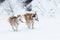 Thick-coated Alaskan Northern Malamutes running across a snow cover in a flattering area.