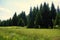 Thick Coniferous Forest at the edge of a green field