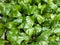 thick cover carpet asplenium nidus fern with shiny large leaves looks nice indoors gardening fresh goods
