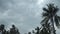 Thick dark black heavy storm clouds cover summer sunset sky horizon. Gale speed wind blowing over coconut palm tree before