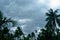 Thick dark black heavy storm clouds covered summer sunset sky horizon. Gale speed wind blowing over blurry coconut palm tree