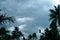 Thick dark black heavy storm clouds covered summer sunset sky horizon. Gale speed wind blowing over blurry coconut palm tree