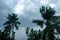 Thick dark black heavy storm clouds covered summer sunset sky horizon. Gale speed wind blowing over blurry coconut palm tree