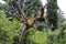 Thick deciduous tree trunk in a city park