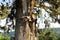 Thick deciduous tree trunk in a city park