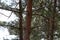 Thick deciduous tree trunk in a city park