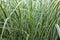 Thick Dense Tall Ornamental Striped Grass