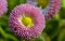 Thick drop of water is on a pink English Daisy flower