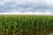 Thick endlessly green field of high corn. Gray storm clouds before the rain