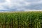 Thick endlessly green field of high corn. Gray storm clouds before the rain