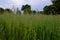 Thick field grass. Green steppe vegetation in the evening