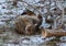 Thick fluffy domestic cat lying on the ground thin snow