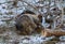 Thick fluffy domestic cat lying on the ground thin snow