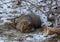 Thick fluffy domestic cat lying on the ground thin snow